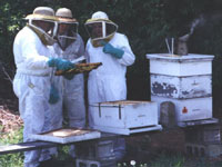 Picture image of men working with a bee hive